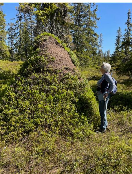 Fil:Støpkjølen.jpg