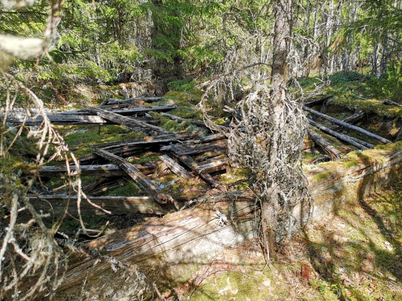Fil:Kjelkmyrkoia2.jpg