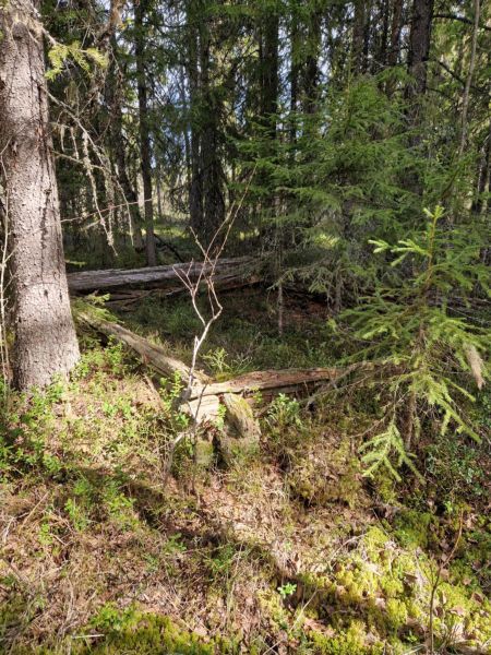 Fil:Nestrønningen.jpg